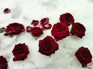 1v IMG_0020 Isroser på Frogner. Satt i snøen utenfor en blomsterbutikk og frosset.